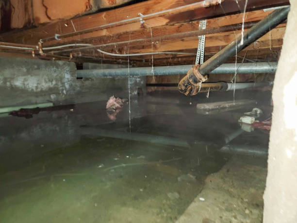 Best Carpet water damage restoration  in Alice, TX